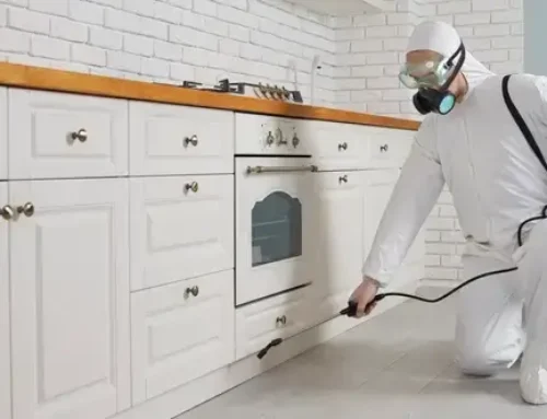 Milyen módszerekkel dolgozunk hangyairtáskor