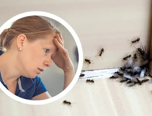 Mennyi idő alatt várható érezhető javulás hangyairtás után