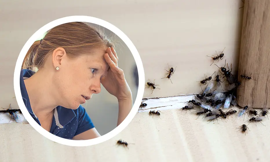Fejét fogja egy aggódó nő, mert hangyák lepték el a szoba sarkát.