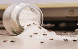 Hangyák cukorra vonulnak a konyhában – élelemforrás vonzza a lakásba betelepülő hangyákat