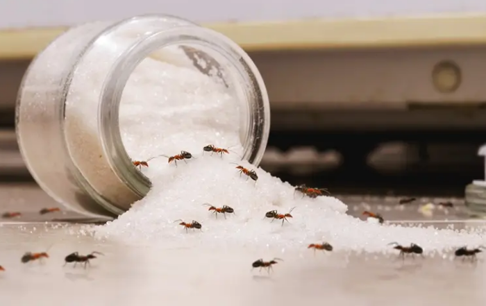 Hangyák cukorra vonulnak a konyhában – élelemforrás vonzza a lakásba betelepülő hangyákat