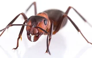 Fehér háttéren közelről egy hangya - professzionális hangyairtás szolgáltatás.
