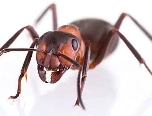 Hangyairtás Ráckevei-Duna térségében