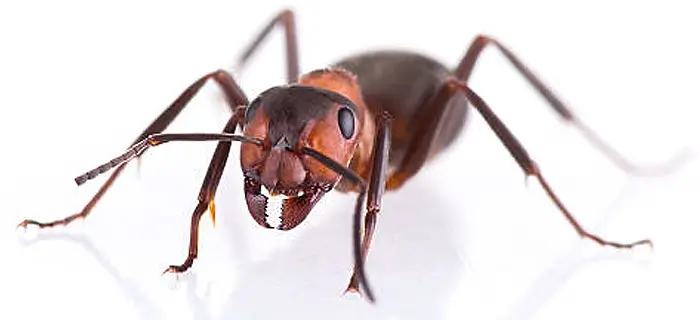 Fehér háttéren közelről egy hangya - professzionális hangyairtás szolgáltatás.